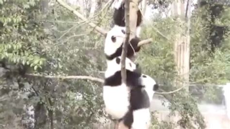 Giant Panda Climbing Tree