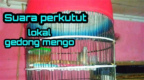 Suara Perkutut Lokal Gedong Mengo Youtube