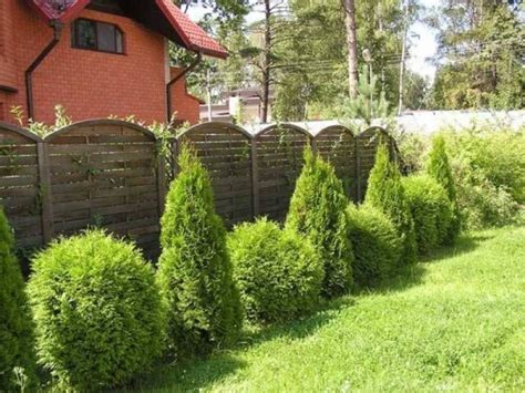 Туя: посадка и уход в открытом грунте, разновидности кустарника