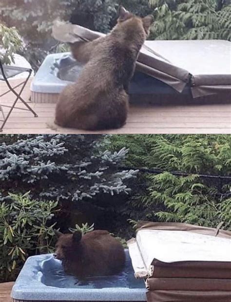 Hot Tub R Bearsdoinghumanthings