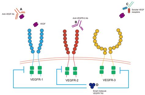 Inhibiting VEGF pathway signaling. Various approaches can be employed... | Download Scientific ...