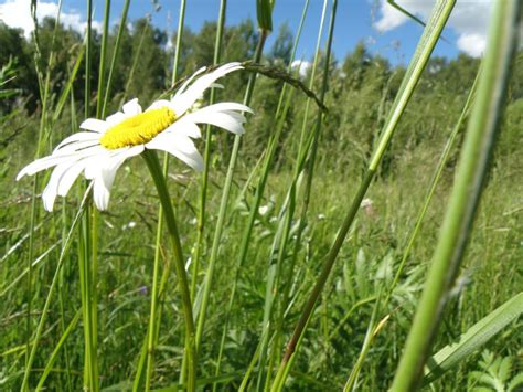 Нивяник белый, или луговая ромашка - подробная информация с фотографиями