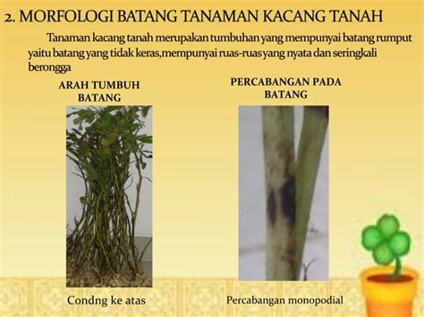 Morfologi Tanaman Kacang Tanah Ppt