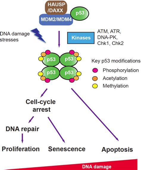 Figure From Roles Of Hepatoma Derived Growth Factor Related Protein