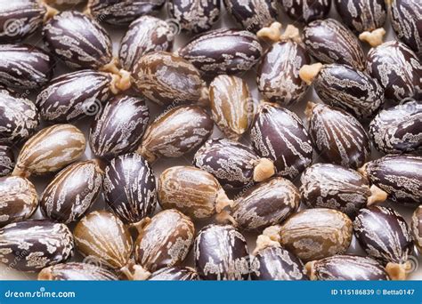 Castor oil and seeds stock image. Image of garden, arrangement - 115186839