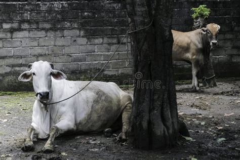 Ongole Crossbred Cattle or Javanese Cow or White Cow or Sapi Peranakan ...