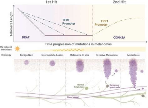 DNA Repair Review — The Opresko Lab