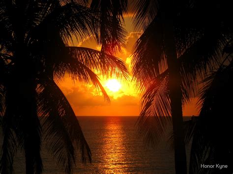 "Palm Tree Silhouette, Sunset" by Honor Kyne | Redbubble