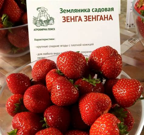 Клубника Рубиновый кулон ?: характеристика, описание сорта, фото ...