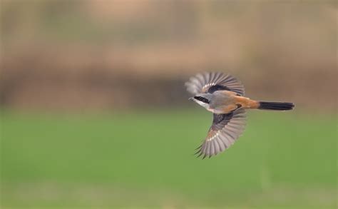 10+ Free Long Tail Shrike & Shrike Images - Pixabay