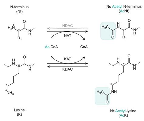 acetylation analysis  key post translational modification