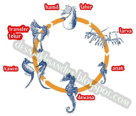 Isamas54 Flora Fauna 4 Kuda Laut Anjing Laut Dan Singa Laut