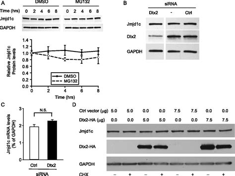 Deltex2 Represses MyoD Expression And Inhibits Myogenic Differentiation