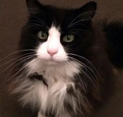 Maine Coon Tuxedo Cat: The Fancy Feline Friend - Maine Coon