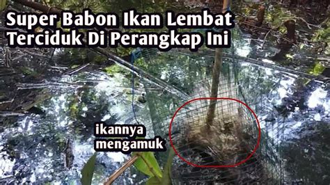 Menelusuri Hutan Kalimantan Pasang Bubu Ikan Lele Lembat YouTube