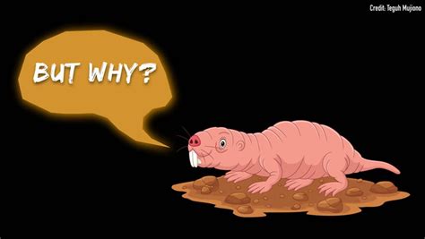 Naked Mole Rats Dig Carbon Dioxide Video Dailymotion