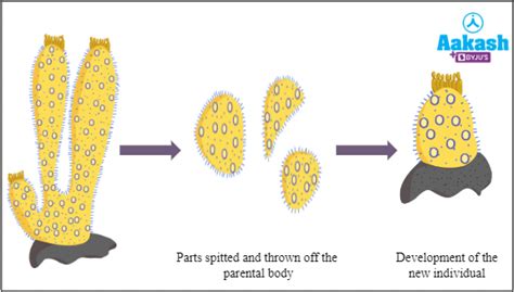 Difference Between Fragmentation And Regeneration In Biology