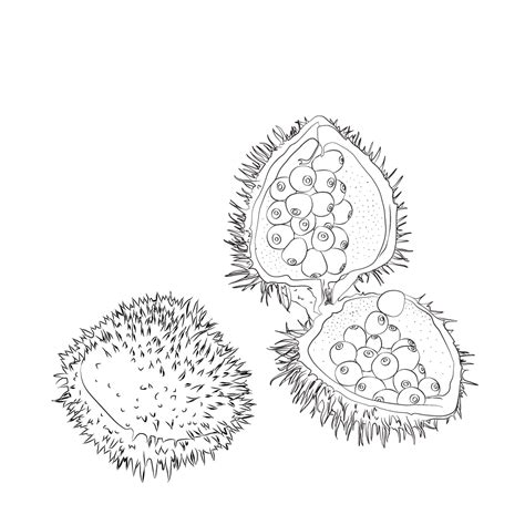 Urucum ou Roucou certifié Agriculture Biologique - Fées en Provence
