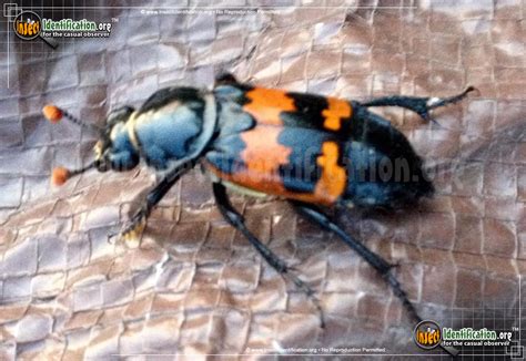 Margined Burying Beetle Bug Scientific Name Characteristics