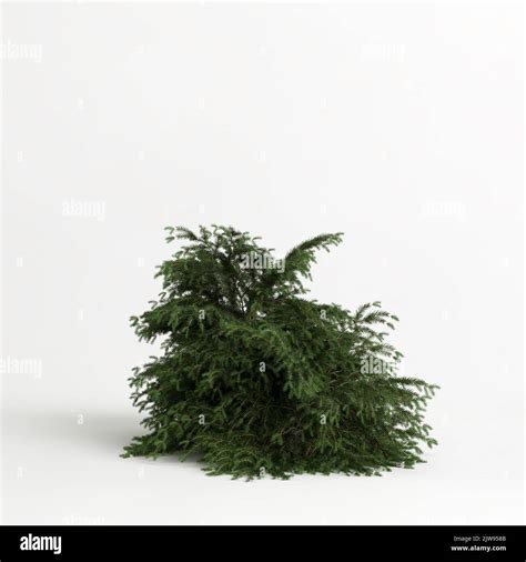 Picea nidiformis -Fotos und -Bildmaterial in hoher Auflösung – Alamy