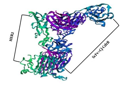 Docking Of Scfv Cj Cdtb Chimeric Protein With Her2 Receptor