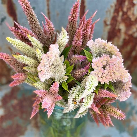 Pastel Mix Celosia Seed, Mixed Celosia Seeds in Soft Colors - Etsy