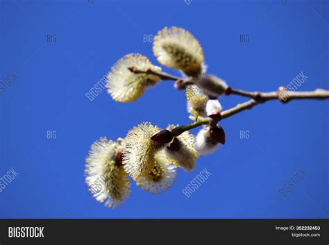 Pussy Willow Flowers Image Photo Free Trial Bigstock