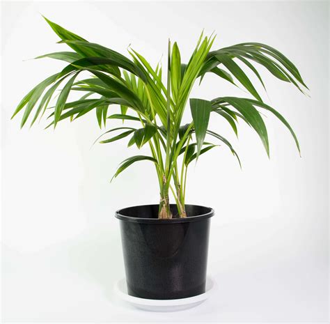 Комнатные Цветы Каталог С Фотографиями Пальма — Mixyfotos.ru