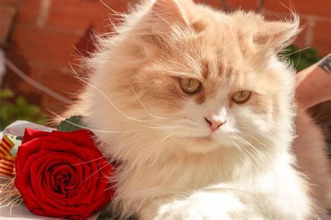 how to brush a long haired cat