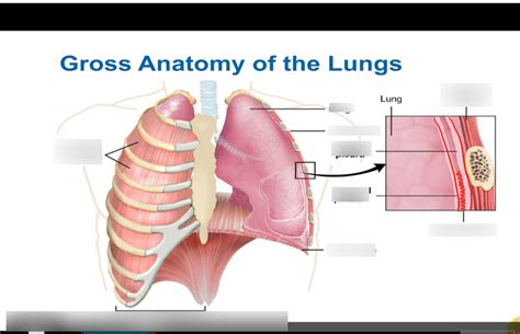 Gross Anatomy Lungs Pleurae Diagram Quizlet