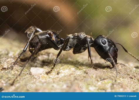 Tipos De Formiga Grande - Tipos De Formigas Grandes - NAZAEDU