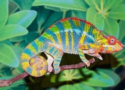 Ng M H Nh Nh Hot Girl Ki U Trinh B N Hoa Anh O Ng I P Vi T Gi I Tr