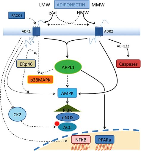 Adiponectin Receptor Signalling In The Brain Thundyil 2012