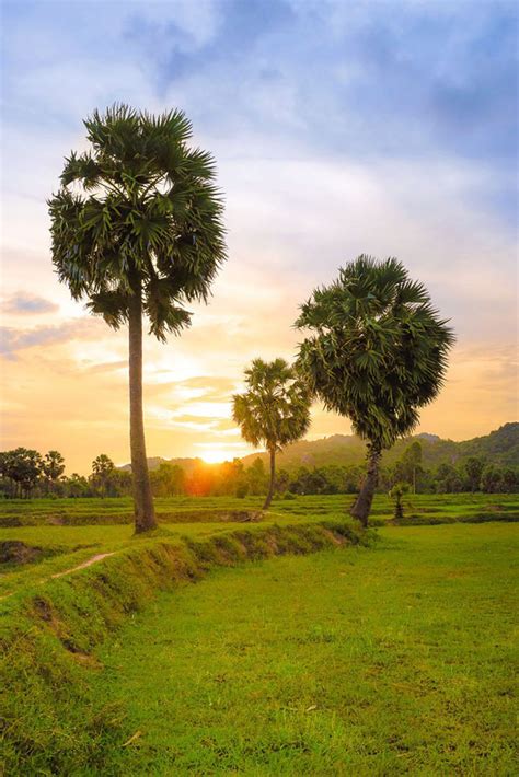 Những hàng thốt nốt ở An Giang có gì hot khiến giới trẻ check in mê mệt