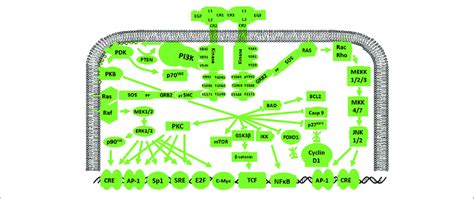 schematic diagram    signaling pathway  amplification