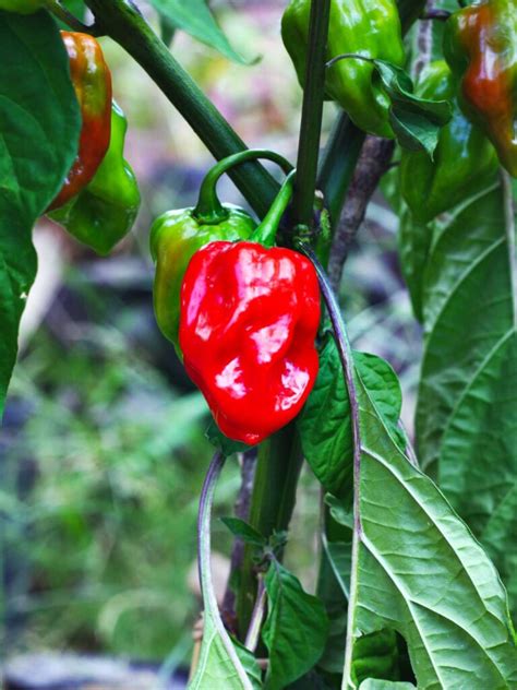 Habanero Peppers🌶️ Uses, Facts, Recipes - Butter N Thyme