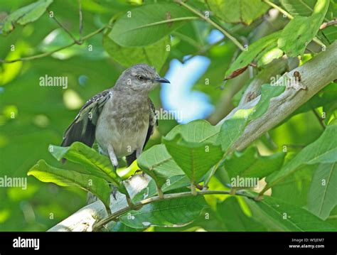Juvenile Mockingbird Hi Res Stock Photography And Images Alamy