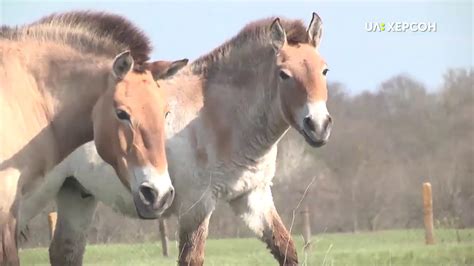 Що відбувається у біофернму заповіднику "Асканія - Нова" під час ...
