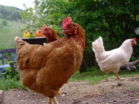 Premium Photo Brown Hens