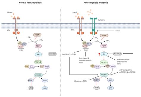 targeting  pikaktmtor pathway  aml  pikaktmtor pathway