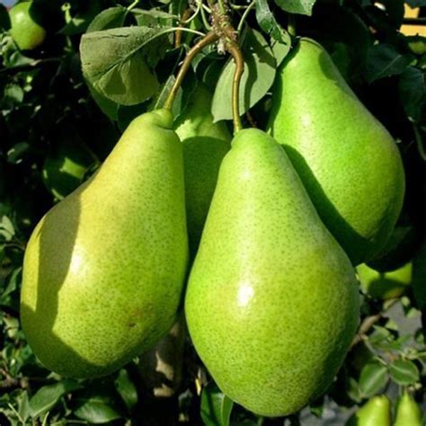Груша Ноябрьская Описание Фото – Telegraph
