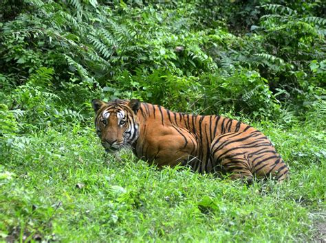 lebih  harimau  habitat liar kosmo digital