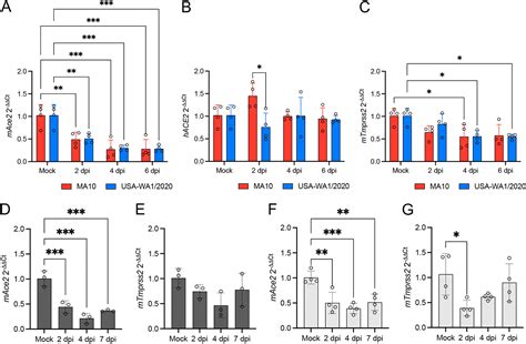 Mouse Adapted Sars Cov 2 Ma10 Strain Displays Differential Pulmonary