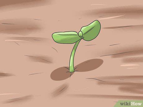 A Green Plant Sprouts From The Ground With Dirt On It S Sides