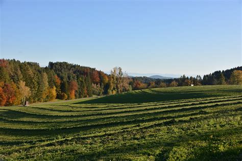 Herbst Wiese Natur Kostenloses Foto Auf Pixabay Pixabay