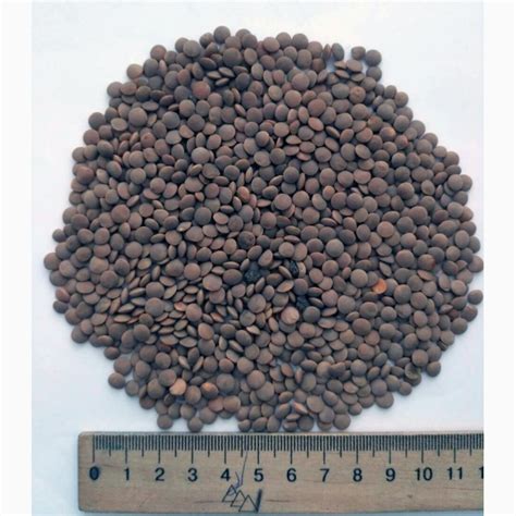 Продам чечевицу красную товарную — Agro-Ukraine