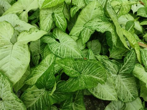 Arrowhead Plant Photos, Download The BEST Free Arrowhead Plant Stock