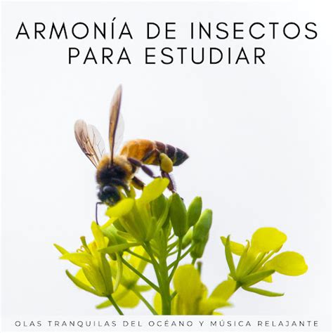 Enfoque Profundo Con Sinfonía De Insectos YouTube Music