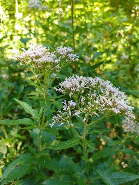 Flora Blossom Bloom - Free photo on Pixabay - Pixabay