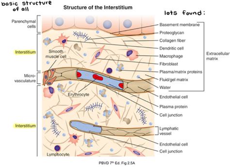 Pathology Exam Lecture T Flashcards Quizlet